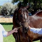 Adelaide Magic Millions is a happy hunting ground for Kavanagh Adelaide Magic Millions is a happy hunting ground for Kavanagh